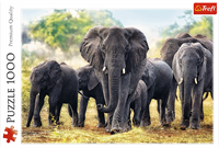 Trefl 1000 - African elephants-3
