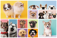 Trefl 160 - Dog friendship-2