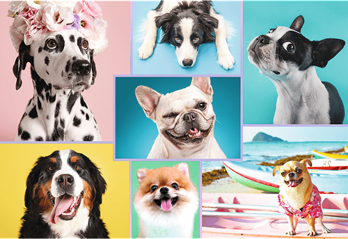 Trefl 1500 - Cute dogs-2