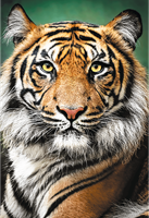 Trefl 1500 - Portrait of a Tiger-2