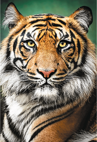 Trefl 1500 - Portrait of a Tiger-2