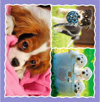 Trefl 3in1 - Lovely dogs-2
