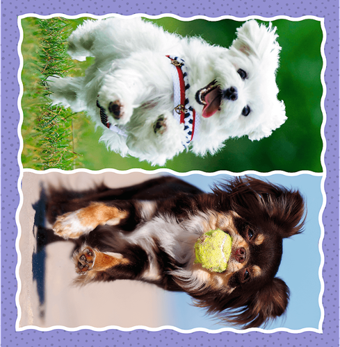 Trefl 3in1 - Lovely dogs-3