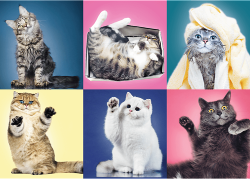 Trefl 500 - Kittens-2