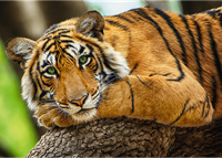 Trefl 500 - Tiger portrait-2