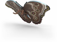 Schleich Wild Life Insects discovery set-3