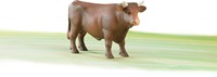 Bruder Stier - bruin-3