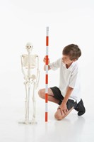 Tickit Half-Scale Skeleton-2