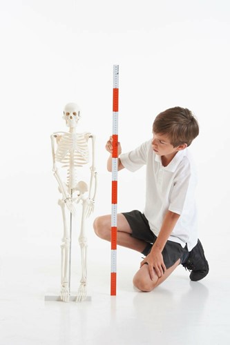 Tickit Half-Scale Skeleton-2