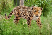 Schleich Wild Life Jaguar-2