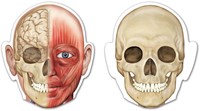 Learning Resources - Double-Sided Magnetic Human Body-2