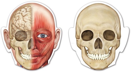 Learning Resources - Double-Sided Magnetic Human Body-2
