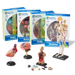 Learning Resources - Anatomy Model Bundle
