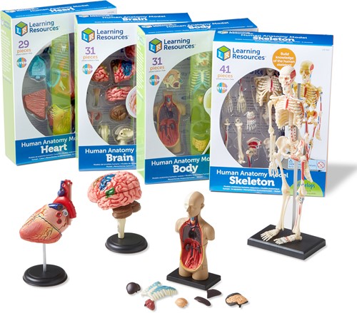 Learning Resources - Anatomy Model Bundle