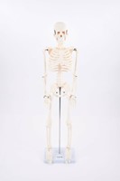 Tickit Half-Scale Skeleton