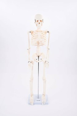 Tickit Half-Scale Skeleton