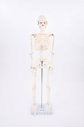 Tickit Half-Scale Skeleton