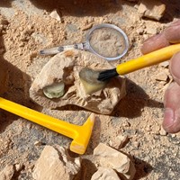 Learning Resources - GeoSafari® Fossil Excavation Kit-3