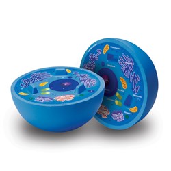 Learning Resources - Cross-Section Animal Cell Model