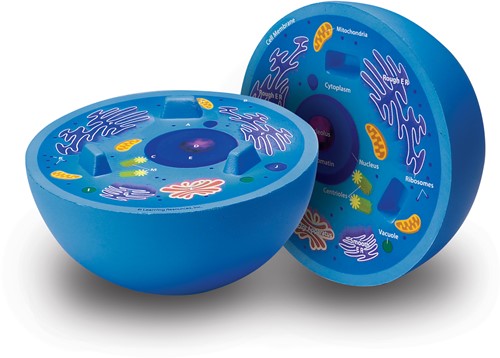 Learning Resources - Cross-Section Animal Cell Model