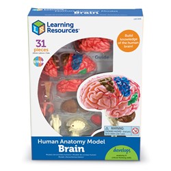 Learning Resources - Anatomy Model - Brain