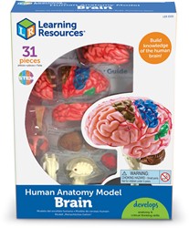 Learning Resources - Anatomy Model - Brain