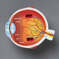 Learning Resources - Cross-Section Eye Model-2