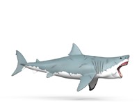 Extra afbeelding voor 39015055