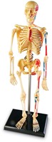Learning Resources - Anatomy Model - Skeleton-3