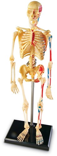 Learning Resources - Anatomy Model - Skeleton-3