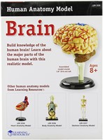 Learning Resources - Anatomy Model - Brain-2