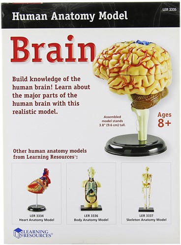 Learning Resources - Anatomy Model - Brain-2