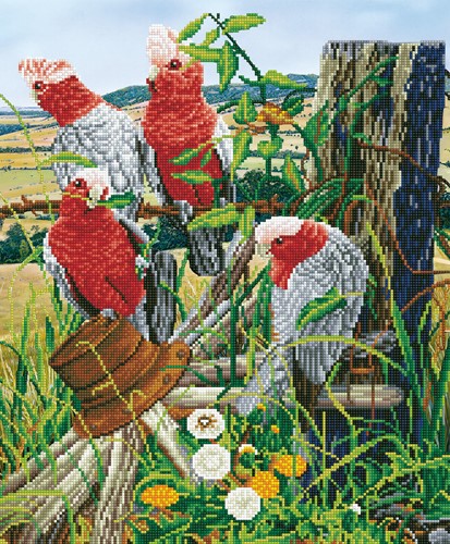 Diamond Dotz - Galah Quartet