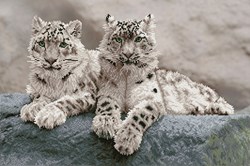 Diamond Dotz - Snow Leopards Hemis National Park, Kashmir, India
