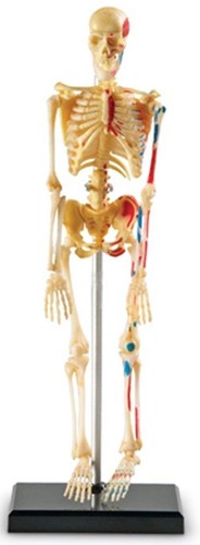 Learning Resources - Anatomy Model - Skeleton