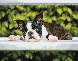 Diamond Dotz - Boston Blues