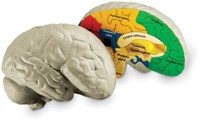 Learning Resources - Cross-Section Human Brain Model-3