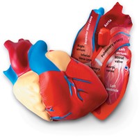 Learning Resources - Cross-Section Human Heart Model