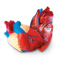 Learning Resources - Cross-Section Human Heart Model