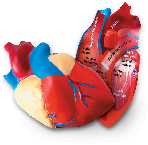 Learning Resources - Cross-Section Human Heart Model