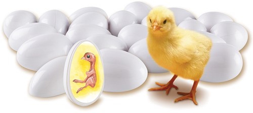 Learning Resources - Chick Life Cycle Exploration Set-2