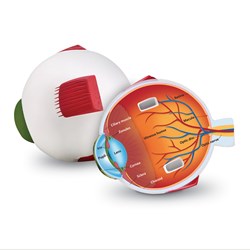 Learning Resources - Cross-Section Eye Model