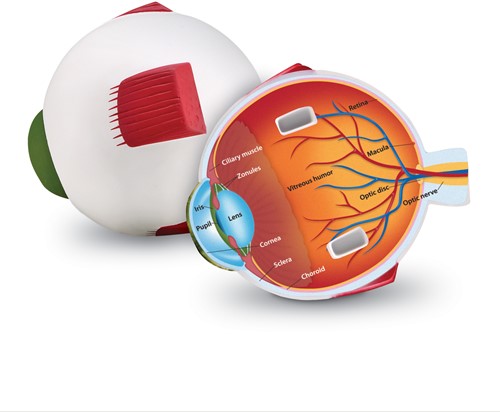 Learning Resources - Cross-Section Eye Model