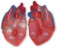 Learning Resources - Cross-Section Human Heart Model-3