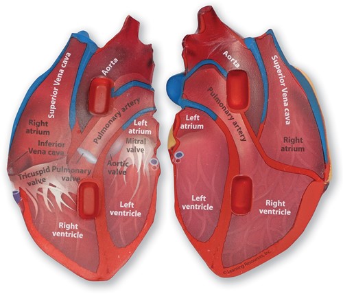 Learning Resources - Cross-Section Human Heart Model-3