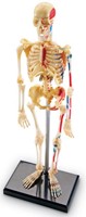 Learning Resources - Anatomy Model - Skeleton-2