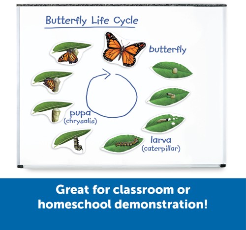Learning Resources - Giant Magnetic Butterfly Life Cycle-2