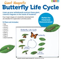 Learning Resources - Giant Magnetic Butterfly Life Cycle-3