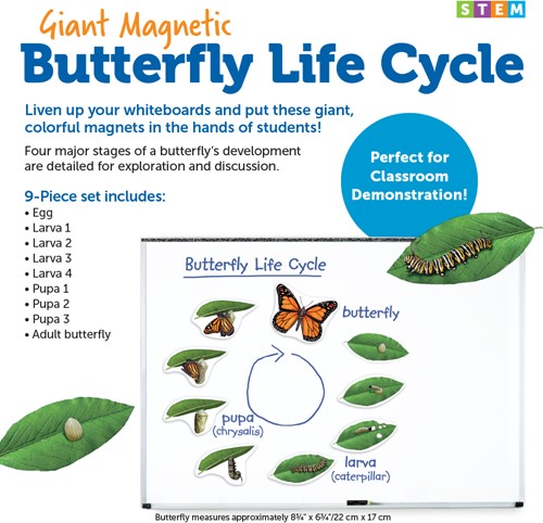 Learning Resources - Giant Magnetic Butterfly Life Cycle-3