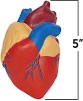 Learning Resources - Cross-Section Human Heart Model-2